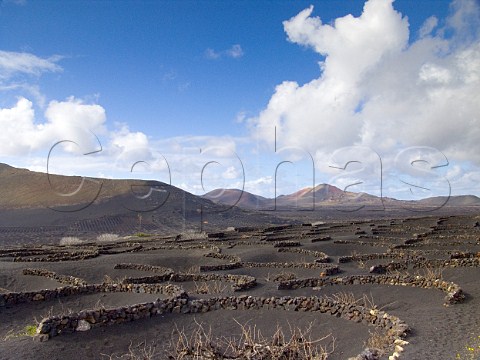 Volcanic soil and stone windbreaks around vines La   Geria Lanzarote Canary Islands Spain Lanzarote