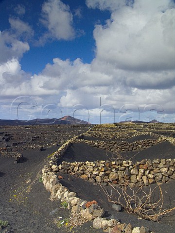 Volcanic soil and stone windbreaks around vines La   Geria Lanzarote Canary Islands Spain Lanzarote