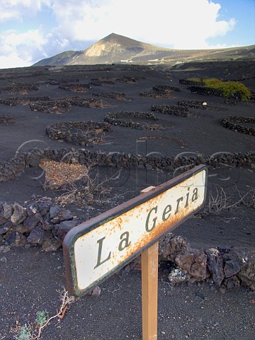 Road sign to Bodega La Geria with volcanic stone   windbreaks in vineyard Lanzarote Canary Islands   Spain  Lanzarote