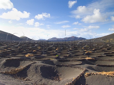 Volcanic soil and stone windbreaks protecting vines   in winter Lanzarote Canary Islands Spain   Lanzarote