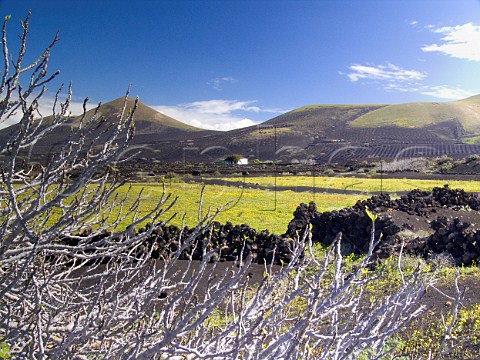 Winter landscape La Geria Lanzarote Canary   Islands Spain Lanzarote