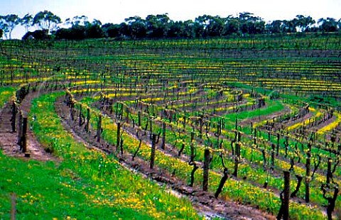 Contour planted vineyards   Edwards  Chaffey   McLaren Vale South Australia
