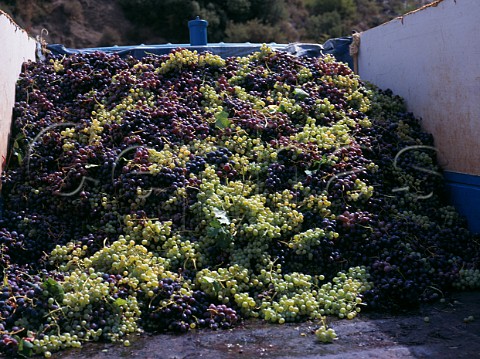 Trailer of harvested grapes Algarve Portugal