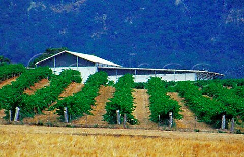 Vineyard at Mount Langi Ghiran   Victoria Australia Grampians
