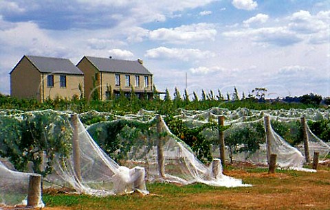 Antibird netting covering vines   Badgers Brook Victoria Australia   Yarra Valley