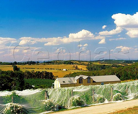 Vineyard covered with bird netting to protect the   grapes Eldridge Estate Victoria Australia    Mornington Peninsula