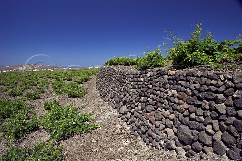 Wall of vineyard terrace constructed of lava rocks    Near Emporio Santorini Cyclades Islands Greece