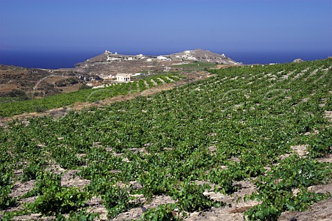 Vineyard on volcanic soil on the Boutari estate near Akrotiri Santorini Cyclades Islands Greece