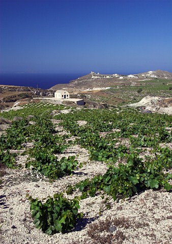 Vineyard on volcanic soil on the Boutari estate near   Akrotiri Santorini Cyclades Islands Greece
