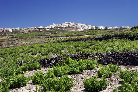 Terraced vineyards on volcanic soil below the   village of Pirgos Santorini Cyclades Islands   Greece