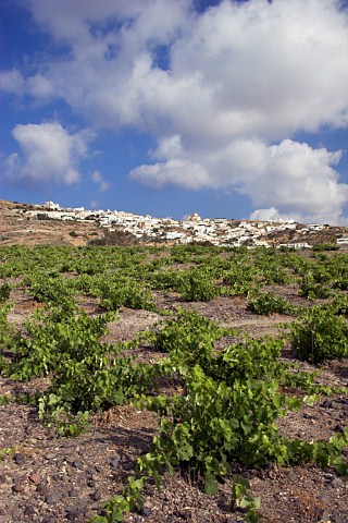 Vineyard of Estate Argyros with villlage of Exo Gonia in distance Episkopi Gonias Santorini Greece