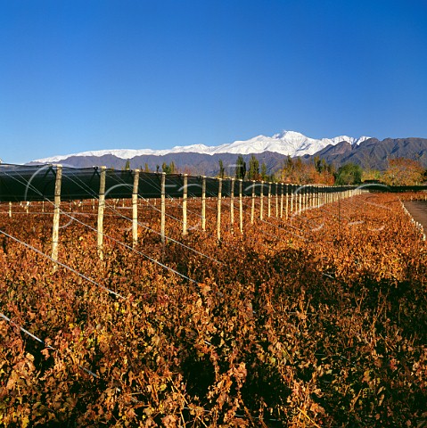 Hail nets on Malbec vines in Las Compuertas vineyard of Bodega Terrazas snowcapped Andes in distance Lujan de Cuyo Mendoza Argentina