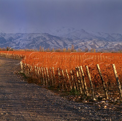 Adrianna vineyard of Catena Zapata at an altitude of   around 1500 metres  Gualtallary Mendoza   Argentina   Tupungato
