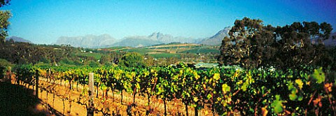 Vineyards in the Devon Valley Stellenbosch South   Africa