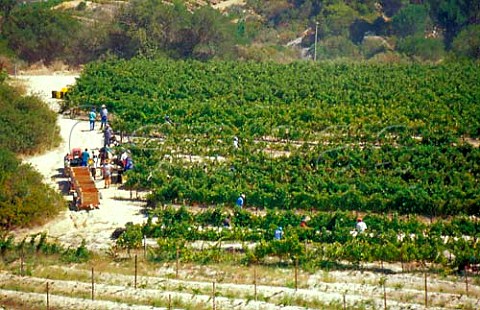 Harvesting grapes in vineyard of Verdun   Estate Stellenbosch South Africa