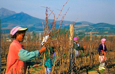 Female workers pruning in vineyard   Paarl South Africa
