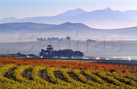 Autumnal vineyards at Jackalsfontein   Perderberg South Africa  Paarl