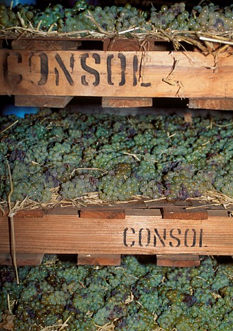 Drying bunches of Riesling grapes on straw for Vin de Paille  Paarl South Africa