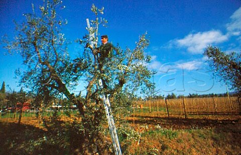 Pruning olive trees in winter on the   Ornellaia estate Bolgheri Tuscany   Italy