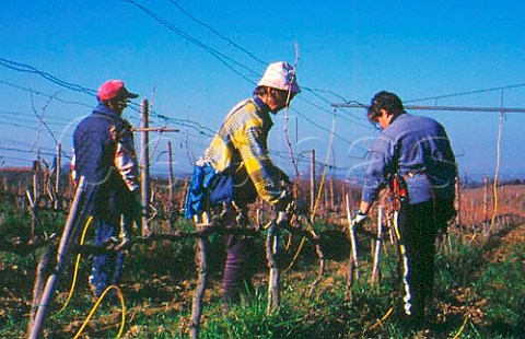 Winter pruning in vineyard of Ornellaia   Bolgheri Tuscany Italy