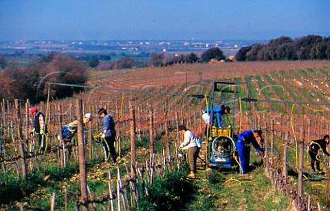 Winter pruning in Bellaria vineyard of   Ornellaia Bolgheri Tuscany Italy