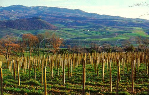 Poggio al Sole vineyard of Tenuta La   Fiorita Abate Tuscany Italy  Brunello di Montalcino