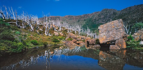 Dead gum trees by Tarn Shelf Mount Field National   Park Tasmania Australia