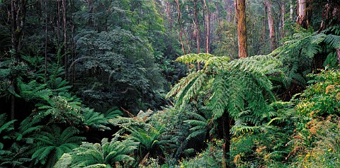 Rainforest Tarra Bulga National Park Victoria   Australia