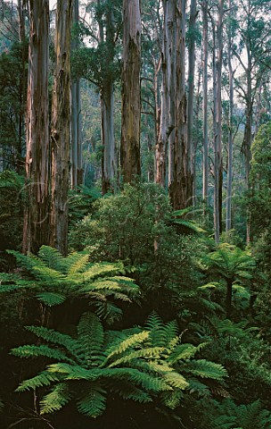 Tree Ferns and eucalyptus trees in Tarra Bulga   National Park Victoria Australia