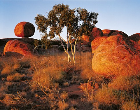 Ghost gum tree by the Devils Marbles at sunset   Northern Territory Australia
