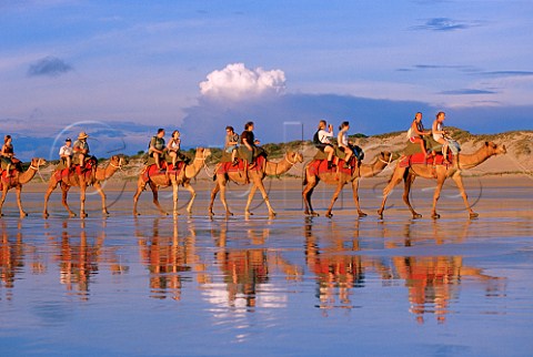 Camels on Cable Beach at sunset Broome Western   Australia