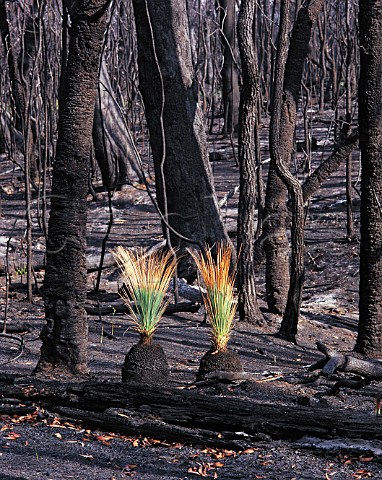 Grass trees regenerating after bushfire Moreton   National Park New South Wales Australia