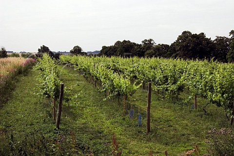 Madeleine Angevine vines at Leventhorpe Vineyard   Woodlesford within the city boundaries of Leeds    Yorkshire England