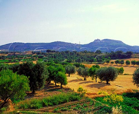 Trees and small vineyard at Hoz de Barbastro   Aragon Spain Somontano