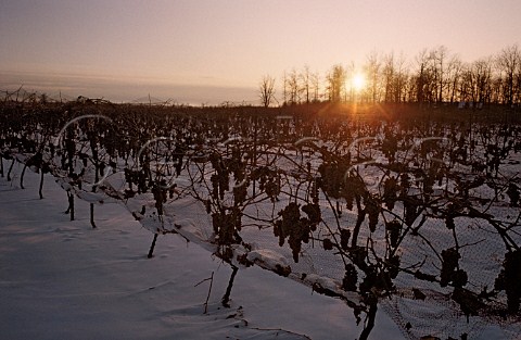 Frozen grapes in vineyard of Reif Estate NiagaraontheLake Ontario   Canada   Niagara Peninsula