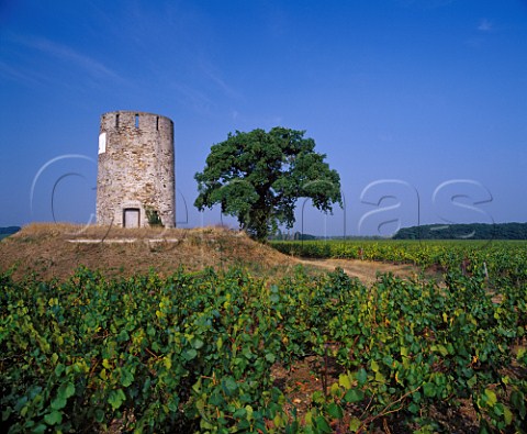Oak tree and derelict windmill amidst vineyards   near Monnires LoireAtlantique France  Muscadet de SvreetMaine