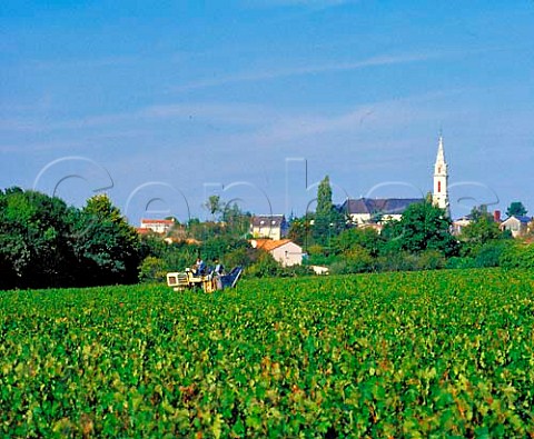 Mechanical harvesting of grapes in vineyard at Le   Landreau LoireAtlantique France  Muscadet de SvreetMaine