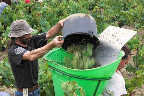Picking Melon de Bourgogne grapes in vineyard of Guy   Bossard Domaine de lEcu near Le Landreau   LoireAtlantique France  Muscadet de   SvreetMaine