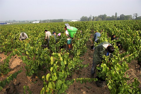 Harvesting Melon de Bourgogne grapes in vineyard of   Guy Bossard Domaine de lEcu near Landreau   LoireAtlantique France    Muscadet de   SvreetMaine
