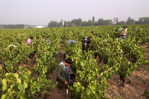 Harvesting Melon de Bourgogne grapes in vineyard of   Guy Bossard Domaine de lEcu near Landreau   LoireAtlantique France    Muscadet de   SvreetMaine