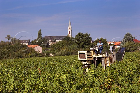 Mechanical harvesting of grapes in vineyard at Le   Landreau LoireAtlantique France    Muscadet de   SvreetMaine