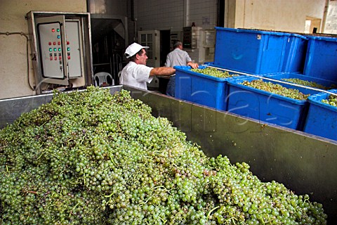Malmsey grapes in the receiving hopper at Henriques  Henriques Ribeira do Escrivao Quinta Grande Madeira Portugal