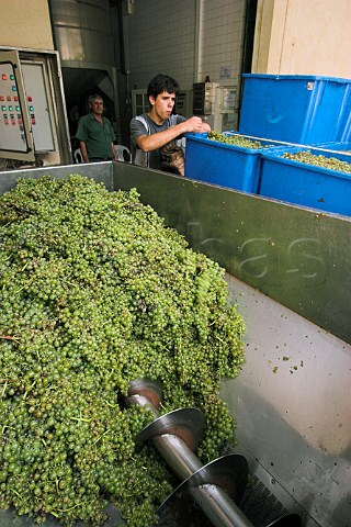 Malmsey grapes in the receiving hopper at Henriques  Henriques Ribeira do Escrivao Quinta Grande   Madeira Portugal