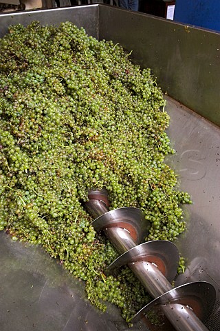 Malmsey grapes in the receiving hopper at Henriques  Henriques Ribeira do Escrivao Quinta Grande   Madeira Portugal