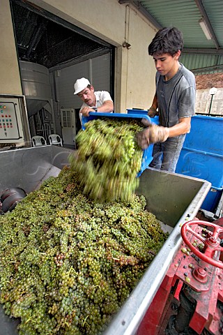 Malmsey grapes being tipped into the receiving   hopper at Henriques  Henriques Ribeira do Escrivao   Quinta Grande Madeira Portugal
