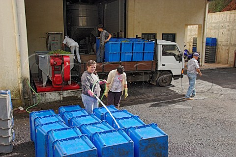 Washing boxes after delivering Malmsey grapes to   Henriques  Henriques Ribeira do Escrivao Quinta   Grande Madeira Portugal