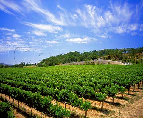 Quintessa Winery and vineyard Rutherford Napa Co   California