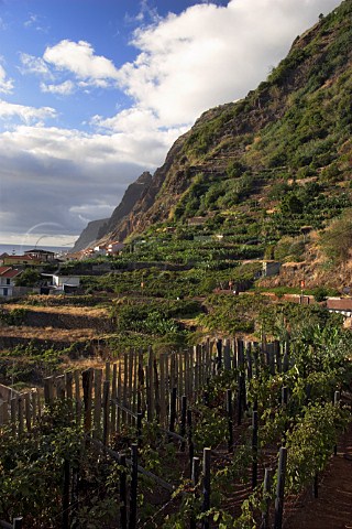 Terraced vineyards above the village of Jardi de   Mar Madeira Portugal