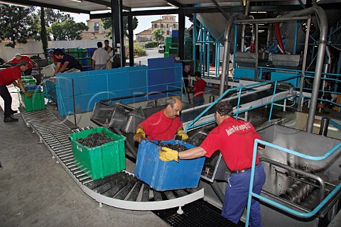 Tipping boxes of Tinta Negra Mole grapes into the receiving hopper at the Mercs winery of the Madeira   Wine Company  Funchal Madeira Portugal