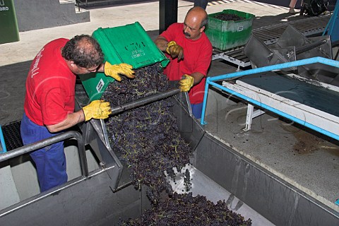 Tipping boxes of Tinta Negra Mole grapes into the receiving hopper at the Mercs winery of the Madeira   Wine Company  Funchal Madeira Portugal